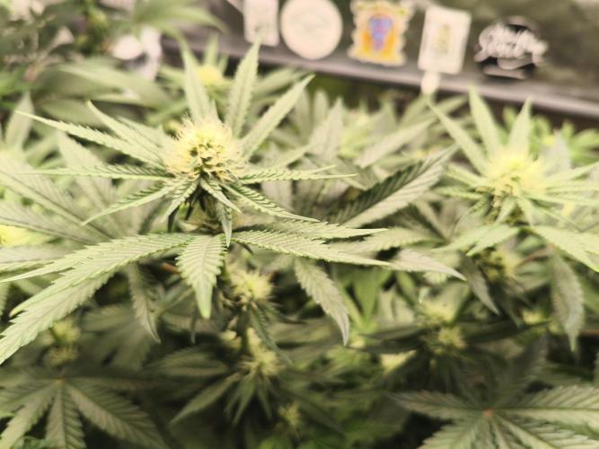 Cereal Milk. Week 10