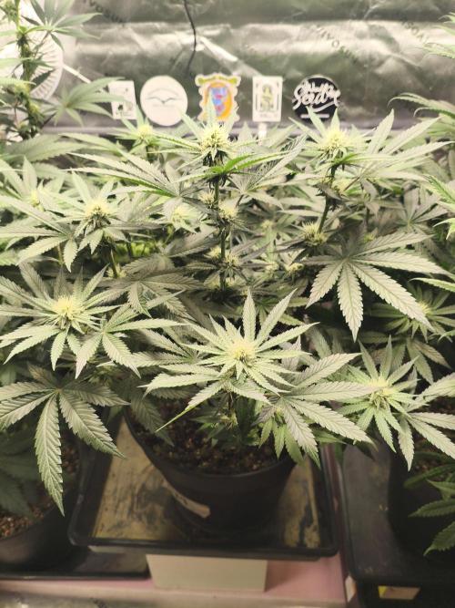 Cereal Milk. Week 10 - 03.02.