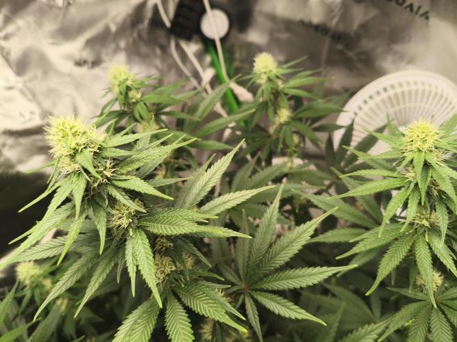 Tangerine Dream. Week 10