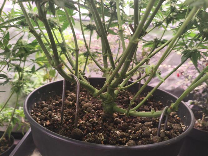 Cereal Milk. Week 10 - 05.02.