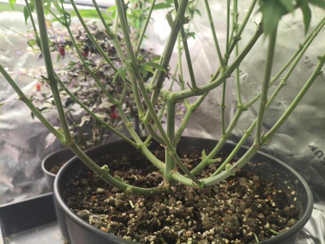 Orange Haze. Week 10 - 05.02.