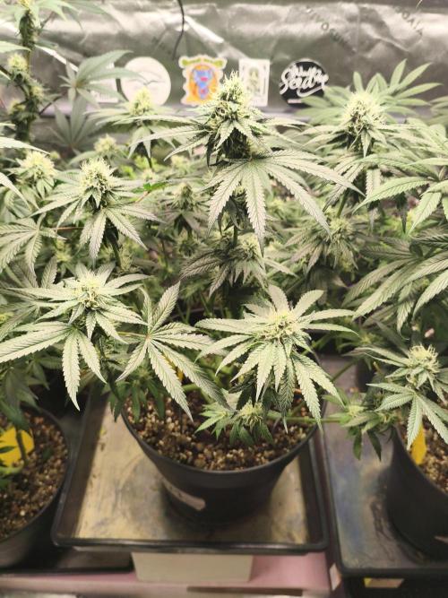 Cereal Milk. Week 11 - 10.02.