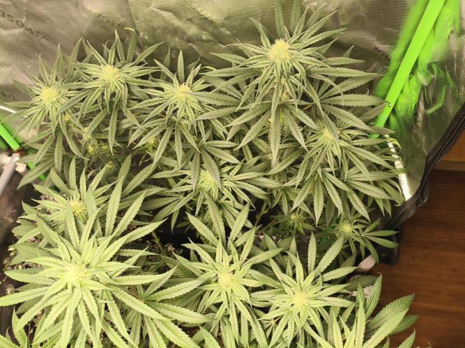 Orange Haze. Week 11