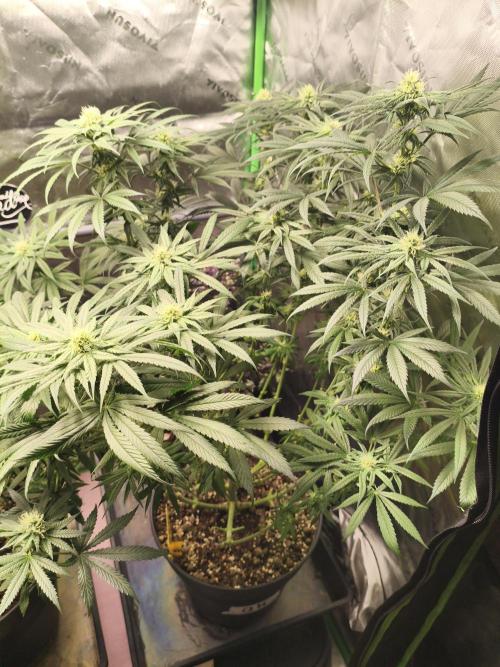 Orange Haze. Week 11 - 10.02.