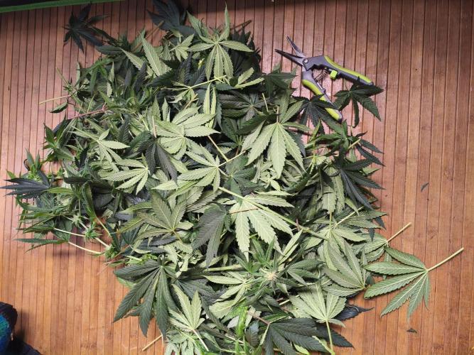 Orange Haze. Week 11