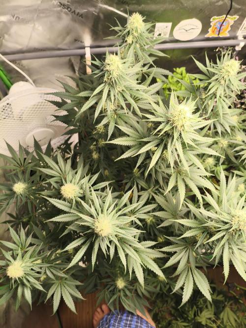 Tangerine Dream. Week 11