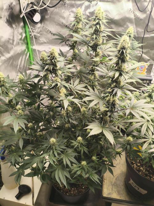 Tangerine Dream. Week 11 - 10.02.