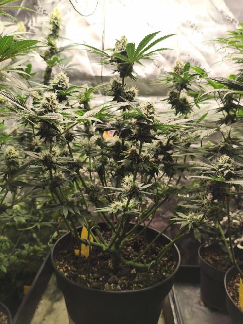 Cereal Milk. Week 12 - 15.02.