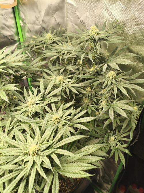 Orange Haze. Week 11