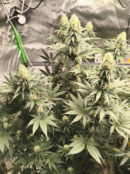 Tangerine Dream. Week 11 - 14.02.