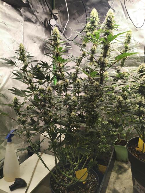 Tangerine Dream. Week 12 - 15.02.