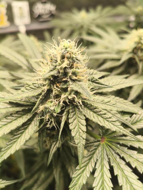 Cereal Milk. Week 12