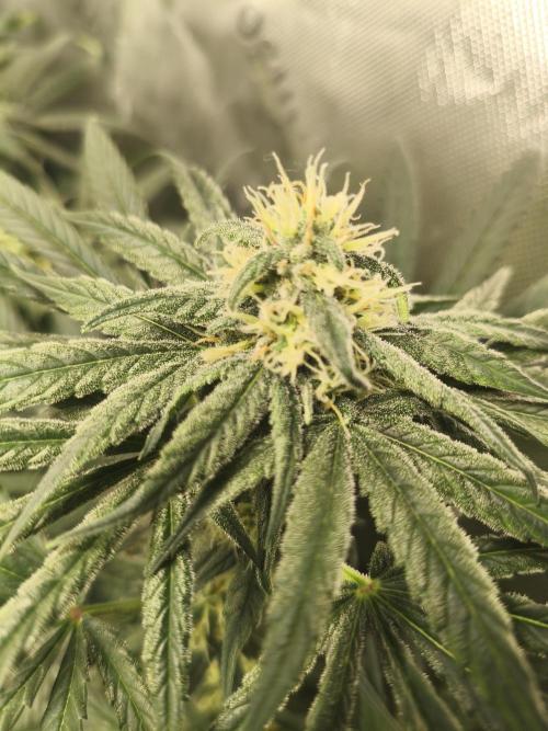 Orange Haze. Week 12