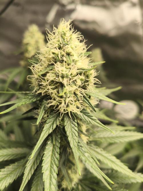 Tangerine Dream. Week 12