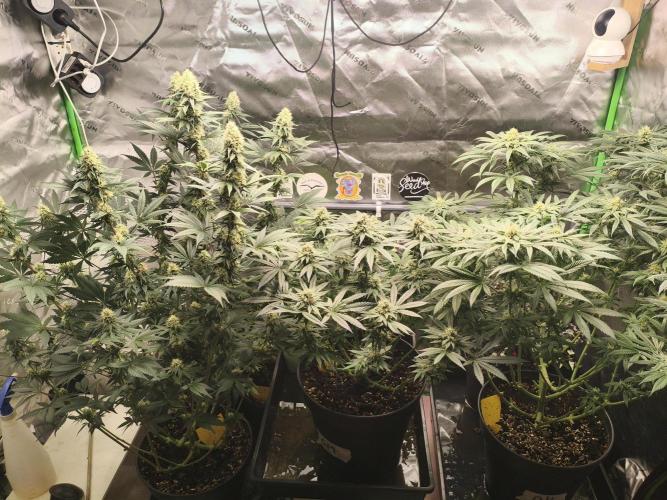 Tangerine Dream. Week 12 - LEFT