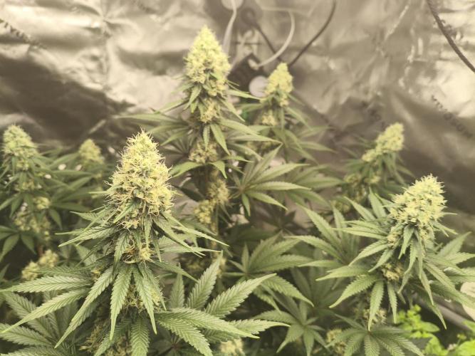 Tangerine Dream. Week 12