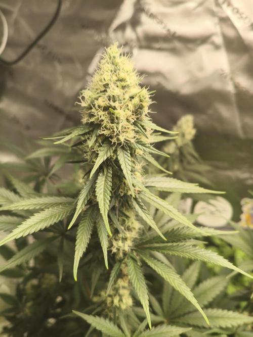Tangerine Dream. Week 12
