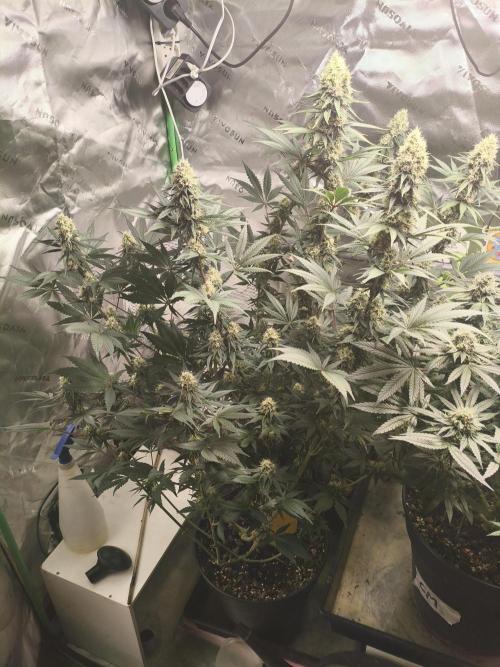 Tangerine Dream. Week 12 - 20.02