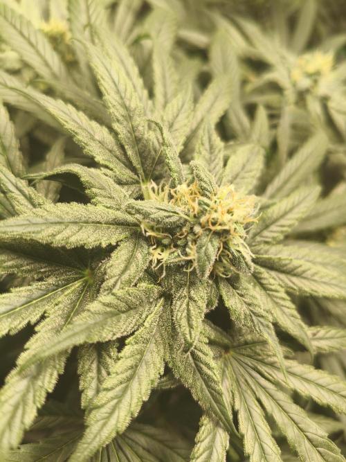 Orange Haze. Week 12