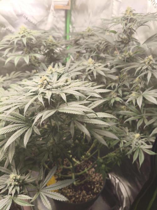 Orange Haze. Week 12 - 20.02.