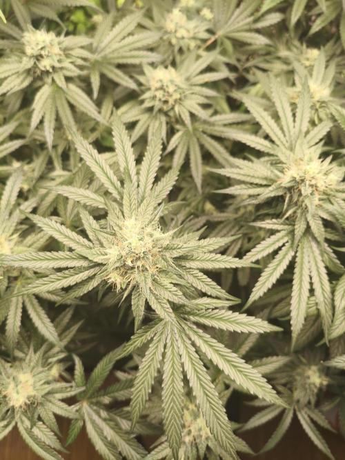 Cereal Milk. Week 12