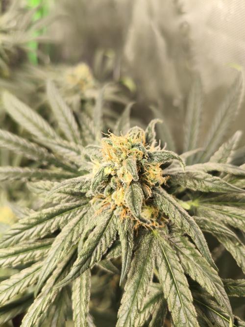 Orange Haze. Week 13