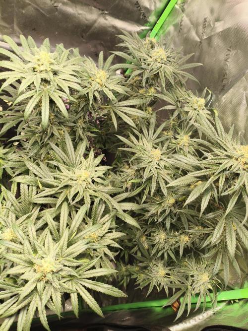 Orange Haze. Week 13