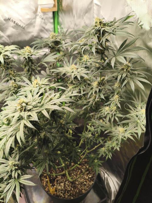 Orange Haze. Week 13 - 23.02.
