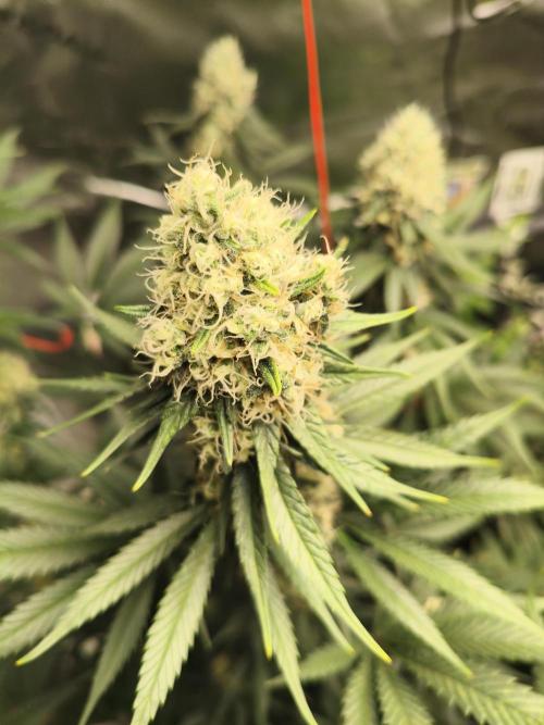 Tangerine Dream. Week 13