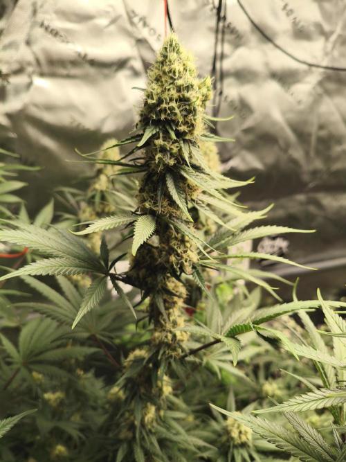 Tangerine Dream. Week 13