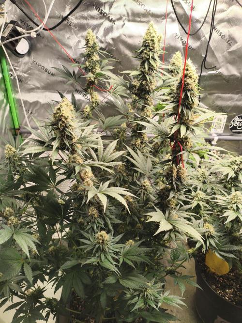 Tangerine Dream. Week 13 - 23.02.