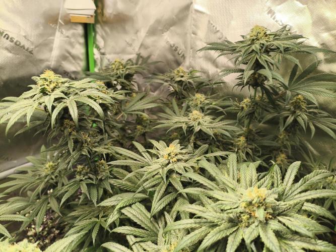 Orange Haze. Week 13