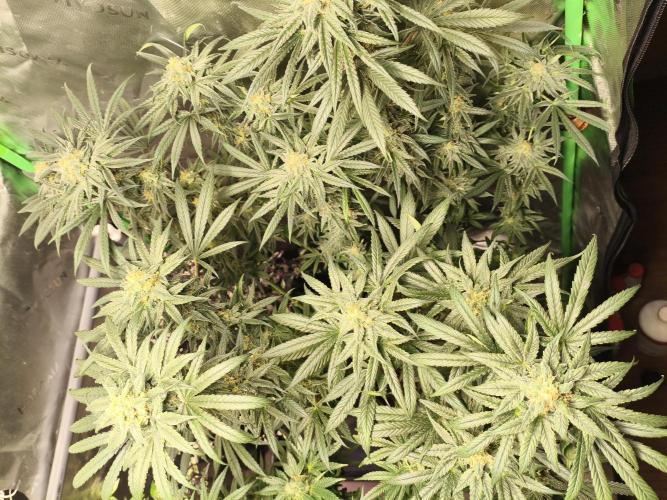 Orange Haze. Week 13 - 26.02.