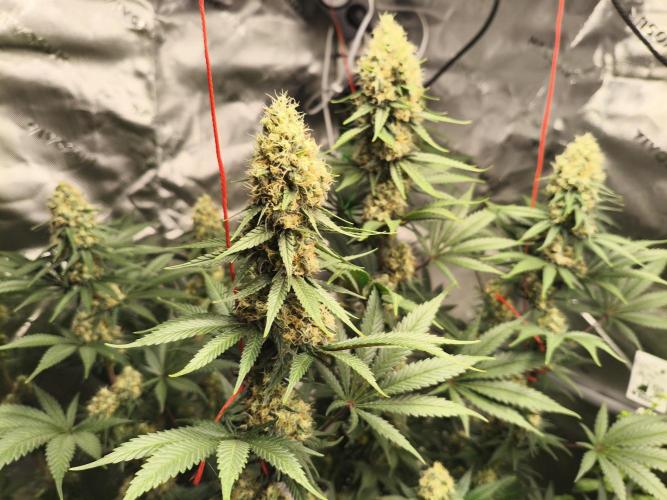 Tangerine Dream. Week 13