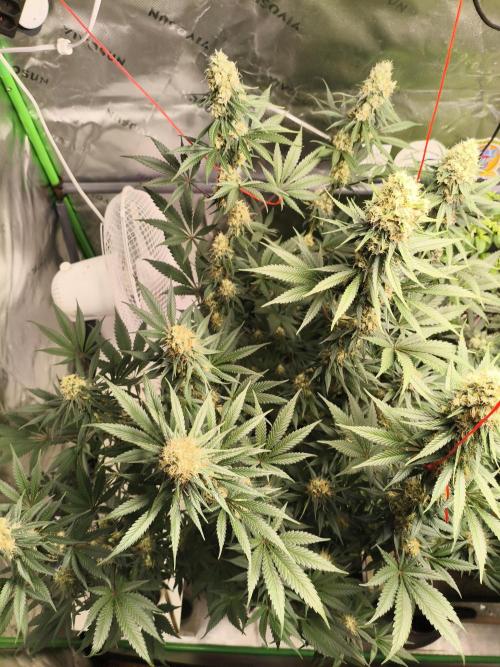 Tangerine Dream. Week 13 - 26.02.