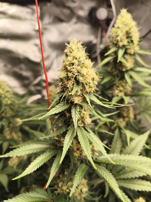 Tangerine Dream. Week 13