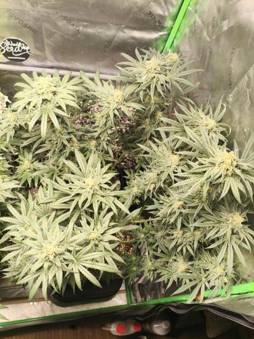 Orange Haze. Week 14