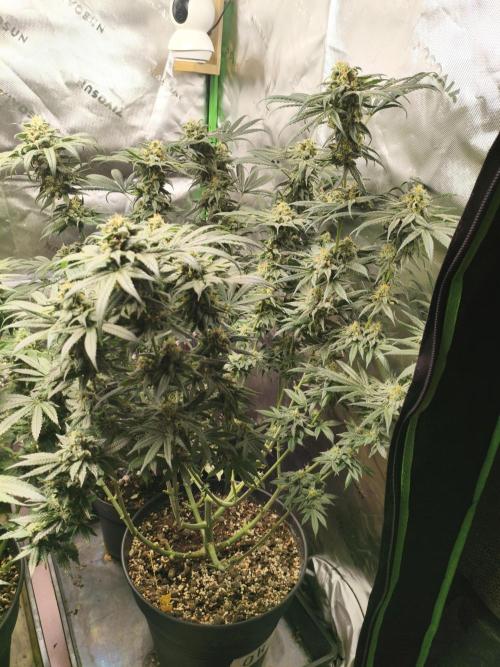 Orange Haze. Week 14 - 01.03.