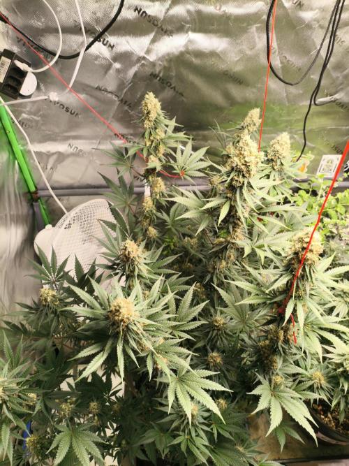 Tangerine Dream. Week 14