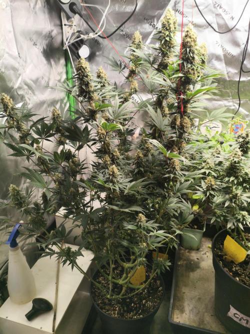 Tangerine Dream. Week 14 - 01.03.