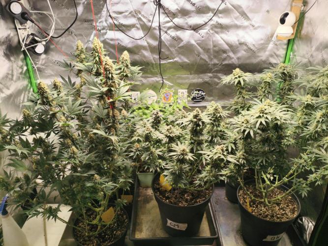 Tangerine Dream. Week 14 - left