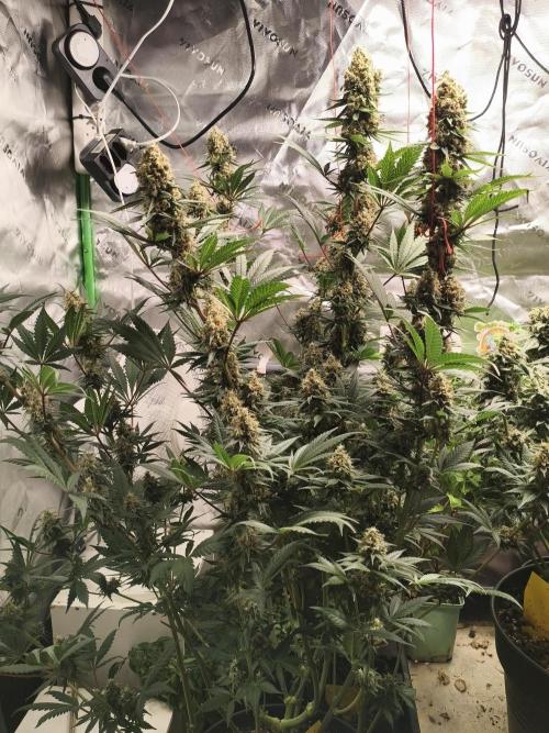 Tangerine Dream. Week 14 - 08.03.