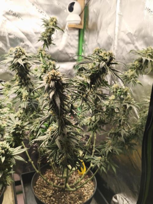 Orange Haze. Week 14 - 08.03