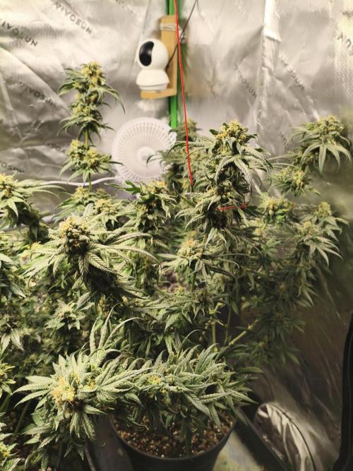 Orange Haze. Week 15 - 12.03.