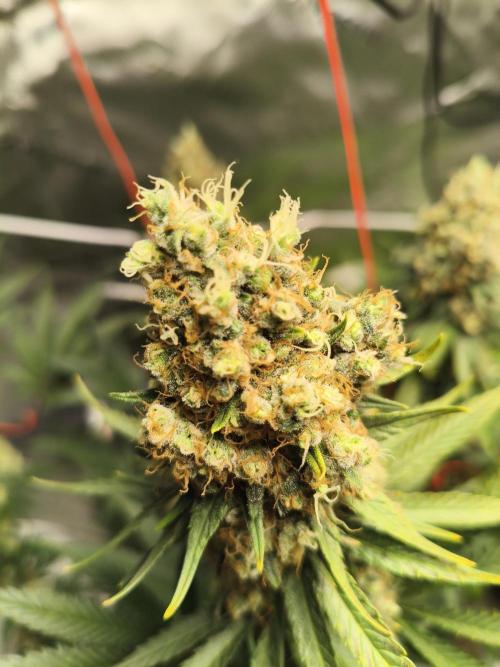 Tangerine Dream. Week 15
