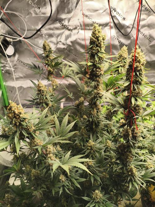 Tangerine Dream. Week 15 - 12.03.