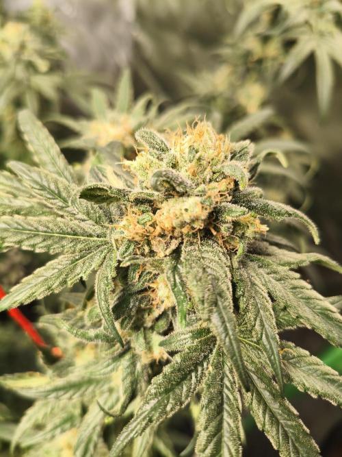 Orange Haze. Week 15