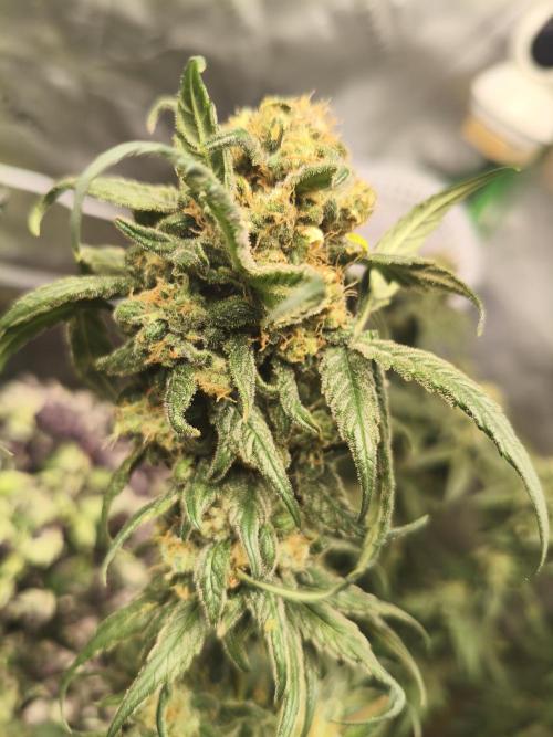 Orange Haze. Week 16 - 16.03.