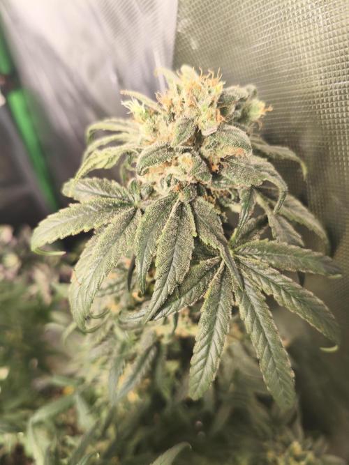 Orange Haze. Week 16