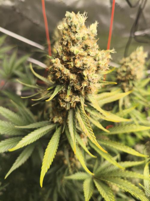 Tangerine Dream. Week 16 - 16.03.